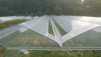 安徽金杨顶开窗薄膜肩并肩大棚